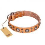 "Extra Sparkle" FDT Artisan Handcrafted Tan Leather Swiss Mountain Dog Collar