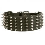 Swiss Mountain Dog Leather Collar Spiked and Studded