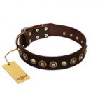 "Street Fashion" FDT Artisan Brown Leather Swiss Mountain Dog Collar Adorned with Circles and Skulls