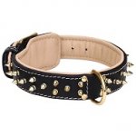 Royal Leather Swiss Mountain Dog Collar Spiked Padded with Nappa Leather
