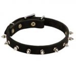 Swiss Mountain Dog Leather Collar Spiked 3/4 Inch