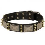 Swiss Mountain Dog Spiked Leather Collar with Nickel Plates