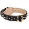 Royal Leather Swiss Mountain Dog Collar Spiked Padded with Nappa Leather