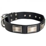 Leather Swiss Mountain Dog Collar Massive Nickel Plates