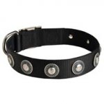 Swiss Mountain Dog Nylon Dog Collar with Circles Decoration