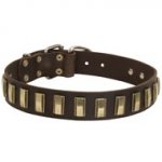 Leather Swiss Mountain Dog Collar with Awesome Brass Plates