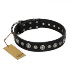 "Genteel Charm" FDT Artisan Black Leather Swiss Mountain Dog Collar with Silver-like Round Conchos