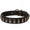Swiss Mountain Dog Leather Collar with Shiny Plates