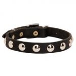 Beautiful Leather Swiss Mountain Dog Collar Decorated with Half-Ball Studs