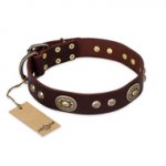 "Breath of Elegance" FDT Artisan Decorated with Plates Brown Leather Swiss Mountain Dog Collar