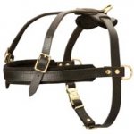 Leather Swiss Mountain Dog Harness for Tracking and Pulling
