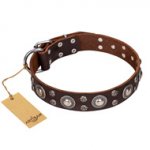 "Age of Beauty" FDT Artisan Incredible Studded Brown Leather Swiss Mountain Dog Collar