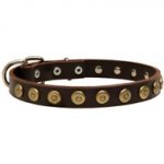 Leather Swiss Mountain Dog Collar with Brass Dotted Circles for Fashion Walking