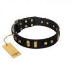 "Fit for Royalty" FDT Artisan Black Leather Swiss Mountain Dog Collar with Plates and Small Square Studs