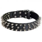 Leather Swiss Mountain Dog Collar with 3 Rows of Nickel Spikes