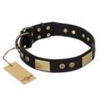 "Spanish night" FDT Artisan Fashionable Leather Walking Swiss Mountain Dog Collar