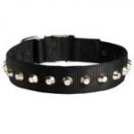 Exclusive Nylon Swiss Mountain Dog Collar with Awesome Nickel Cones