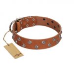 "Waltz of the Flowers" Handmade FDT Artisan Tan Leather Swiss Mountain Dog Collar with Chrome-plated Engraved Studs