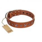 "Star Shine" Exclusive FDT Artisan Tan Leather Swiss Mountain Dog Collar with Silver-Like Adornments