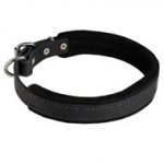 Padded Leather Swiss Mountain Dog Collar 25 mm for Dog Training