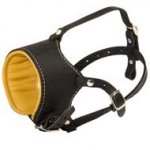 Snout Short Leather Swiss Mountain Dog Muzzle Padded with Nappa Leather