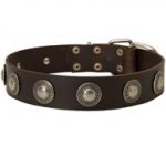 Leather Swiss Mountain Dog Collar Decorated with Silver Conchos
