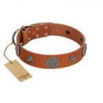 "Foxy Nature" FDT Artisan Tan Leather Swiss Mountain Dog Collar with Chrome Plated Brooches