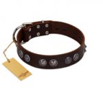 "King Arthur" FDT Artisan Brown Leather Swiss Mountain Dog Collar with Spiky Plates