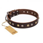 "Golden"n"Silver Luxury" FDT Artisan Leather Swiss Mountain Dog Collar with Engraved Studs