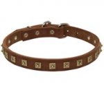 Handcrafted 1 Row Square Studded Leather Swiss Mountain Dog Collar