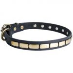 Swiss Mountain Dog Leather Collar Brass Plates 25 mm