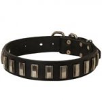 Swiss Mountain Dog Leather Collar with Shiny Plates