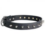 Swiss Mountain Dog Leather Collar Spiked 30 mm