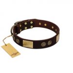 "Bow-Wow Effect" FDT Artisan Brown Leather Swiss Mountain Dog Collar with Plates and Ornate Studs