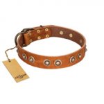 "Precious Relic" FDT Artisan Tan Leather Swiss Mountain Dog Collar Adorned with Old Bronze Look Studs