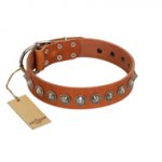 "Silver Spike" Handmade FDT Artisan Tan Leather Swiss Mountain Dog Collar with Old Silver-Like Spikes
