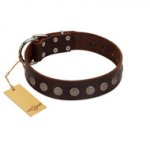 "Starry-Eyed" Best Quality FDT Artisan Brown Designer Leather Swiss Mountain Dog Collar with Small Plates