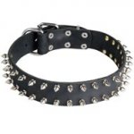 Leather Swiss Mountain Dog Collar with 2 Rows of Nickel Spikes