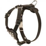 Studded Leather Swiss Mountain Dog Puppy Harness