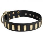 Fancy Leather Swiss Mountain Dog Collar with Brass Plates