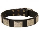 Leather Swiss Mountain Dog Collar with Large Nickel Plates