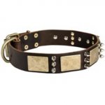 Designer War-Style Leather Swiss Mountain Dog Collar with Spikes and Plates