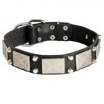 Leather Swiss Mountain Dog Collar Decorated with Nickel Cones and Plates