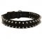 Swiss Mountain Dog Nylon Collar Spiked