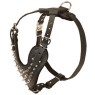 Spiked Leather Swiss Mountain Dog Harness for Fashionable Walking