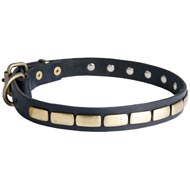 Swiss Mountain Dog Leather Collar Brass Plates 25 mm