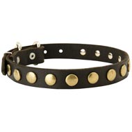 Leather Swiss Mountain Dog Collar with Brass Circles for Fashionable Walking