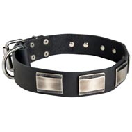 Leather Swiss Mountain Dog Collar Massive Nickel Plates
