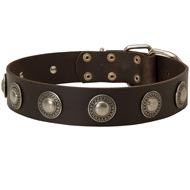 Leather Swiss Mountain Dog Collar Decorated with Silver Conchos