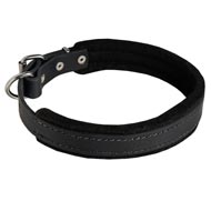 Padded Leather Swiss Mountain Dog Collar 25 mm for Dog Training